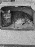 A thumbnail of an image of baxter sitting in a cardboard box.