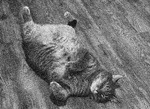 A thumbnail of an image of baxter laying upside down exposing his stomach.