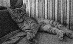 A thumbnail of an image of baxter when he was a kitten sleeping on a couch.